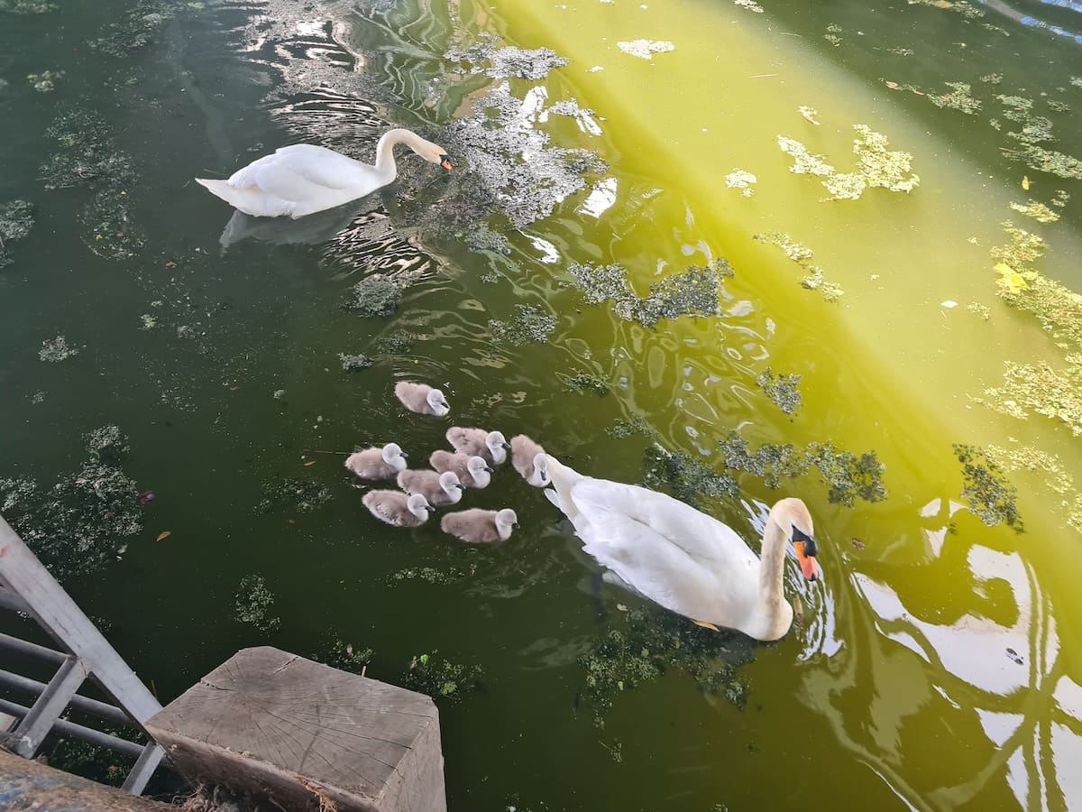 Two swans and their eight grey cygnets swim through duckweed and algae on the green water beside a wooden jetty